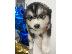 PoulaTo: Διατίθενται όμορφα κουτάβια Pomsky.